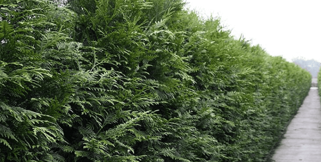 Thuja giant (folded, thuja plicata): description of varieties with photos and names