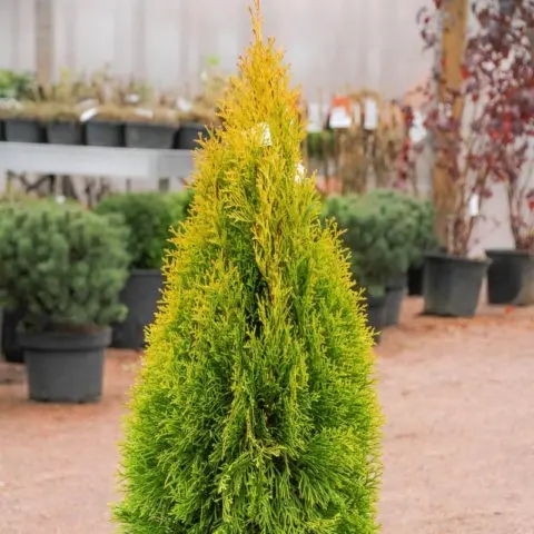 Thuja Golden Smaragd (Golden Smaragd): photo in landscape design