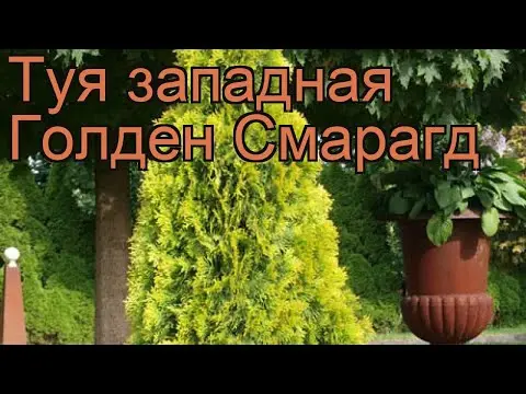 Thuja Golden Smaragd (Golden Smaragd): photo in landscape design