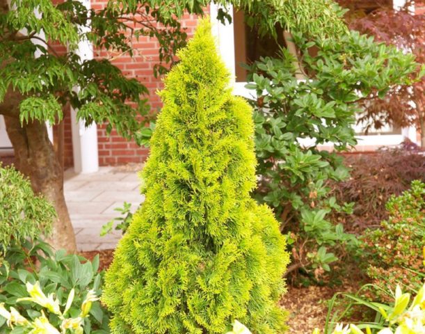 Thuja Golden Smaragd (Golden Smaragd): photo in landscape design