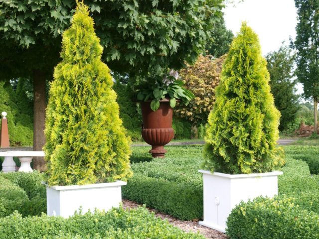 Thuja Golden Smaragd (Golden Smaragd): photo in landscape design