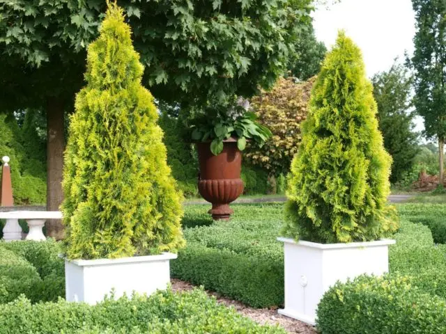 Thuja Golden Smaragd (Golden Smaragd): photo in landscape design