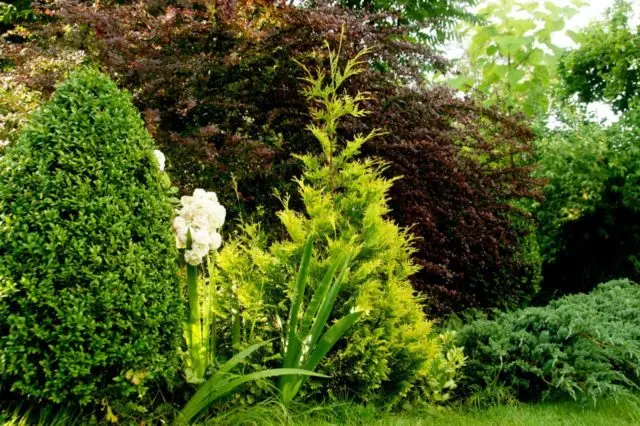 Thuja Golden Smaragd (Golden Smaragd): photo in landscape design