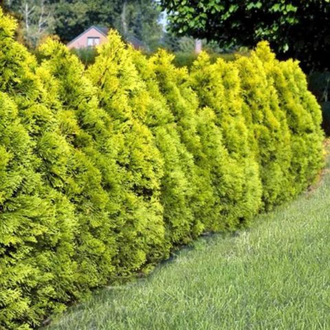 Thuja Golden Smaragd (Golden Smaragd): photo in landscape design