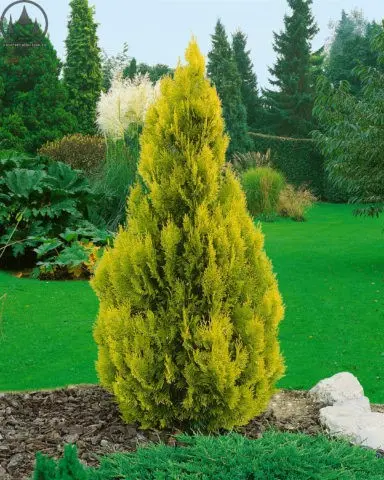 Thuja Golden Smaragd (Golden Smaragd): photo in landscape design