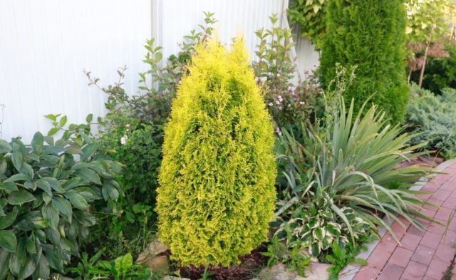 Thuja Golden Smaragd (Golden Smaragd): photo in landscape design