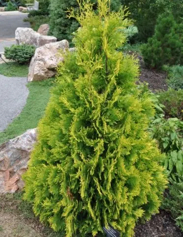 Thuja Golden Smaragd (Golden Smaragd): photo in landscape design