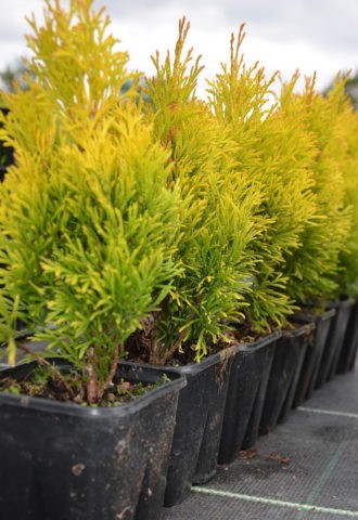 Thuja Golden Smaragd (Golden Smaragd): photo in landscape design