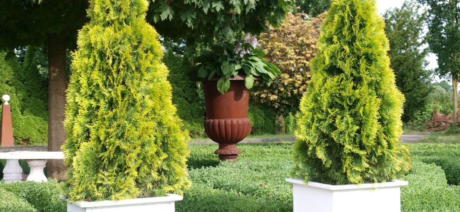 Thuja Golden Smaragd (Golden Smaragd): photo in landscape design