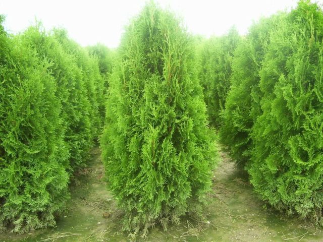 Thuja: hedge, planting and care, the best, fast-growing varieties