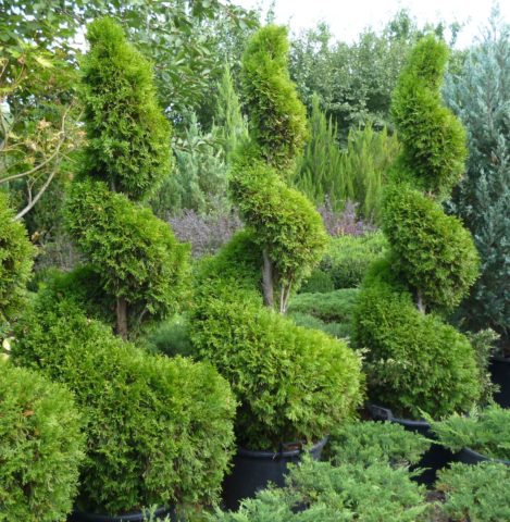 Thuja: hedge, planting and care, the best, fast-growing varieties