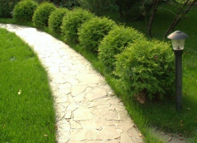 Thuja: hedge, planting and care, the best, fast-growing varieties