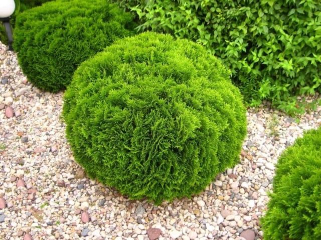 Thuja: hedge, planting and care, the best, fast-growing varieties