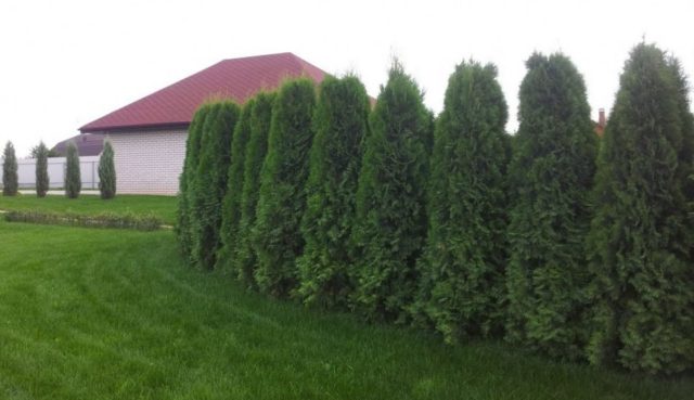 Thuja: hedge, planting and care, the best, fast-growing varieties