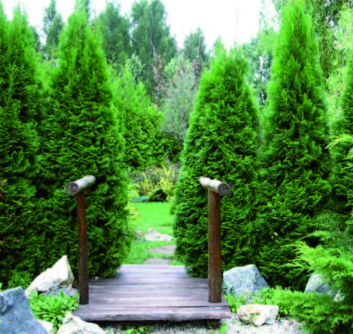 Thuja: hedge, planting and care, the best, fast-growing varieties