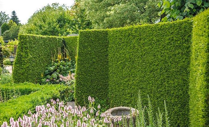 Thuja: hedge, planting and care, the best, fast-growing varieties