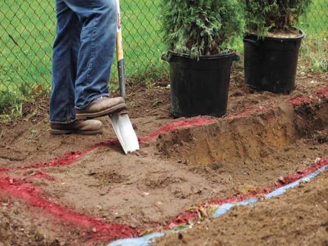 Thuja in Siberia: planting, growing