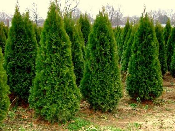 Thuja in Siberia: planting, growing