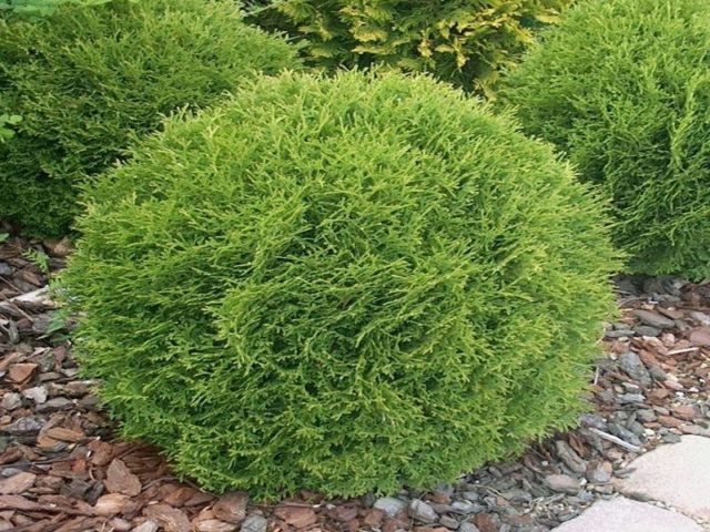 Thuja in Siberia: planting, growing