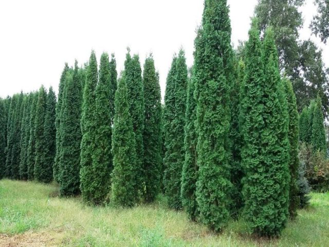 Thuja in Siberia: planting, growing