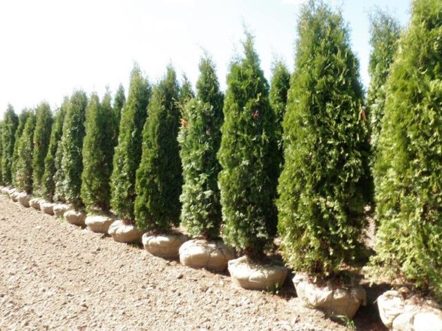 Thuja in Siberia: planting, growing