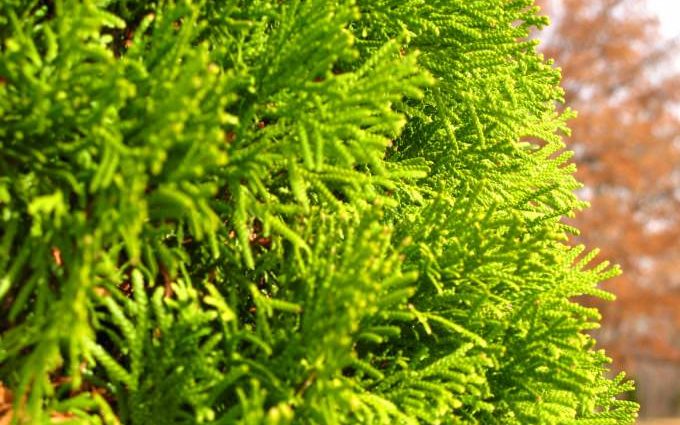 Thuja in Siberia: planting, growing