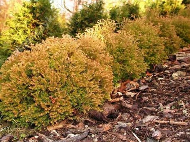 Thuja in Siberia: planting, growing