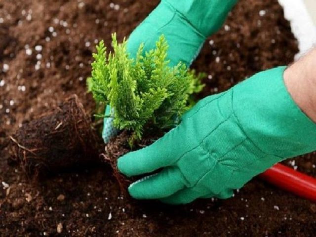 Thuja in Siberia: planting, growing