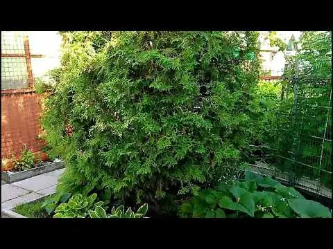 Thuja in Siberia: planting, growing