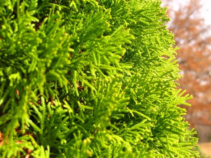 Thuja in Siberia: planting, growing