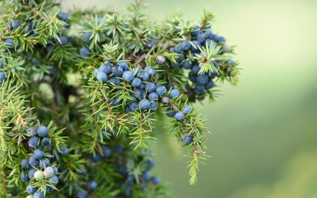 Thuja or juniper: which is better