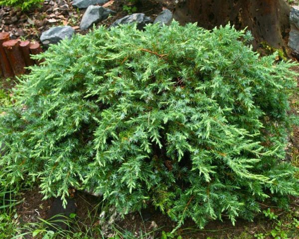 Thuja or juniper: which is better