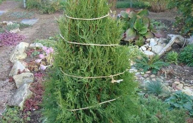 Thuja or juniper: which is better