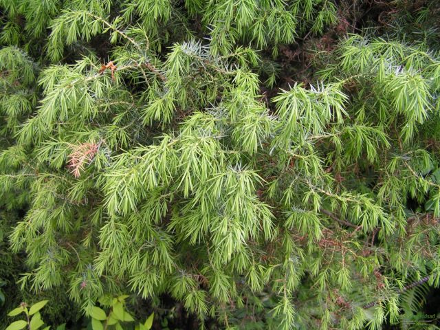 Thuja or juniper: which is better