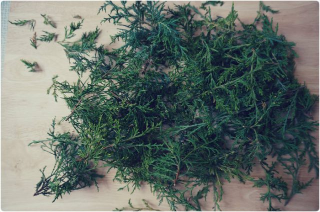 Thuja or juniper: which is better