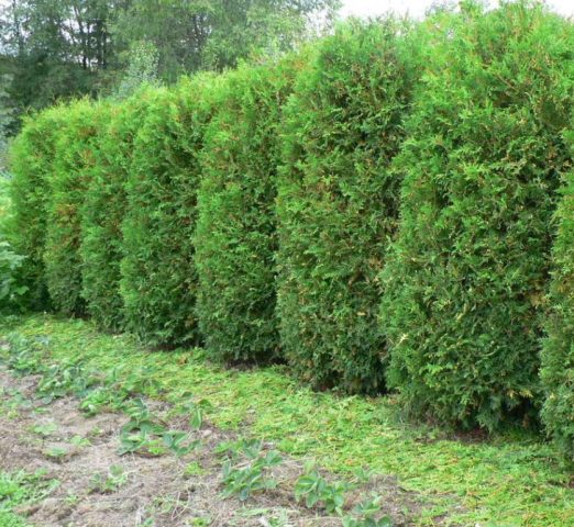 Thuja or juniper: which is better