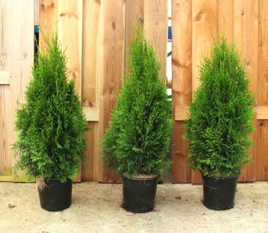 Thuja or juniper: which is better