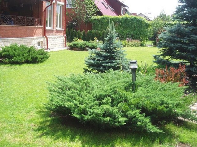 Thuja or juniper: which is better