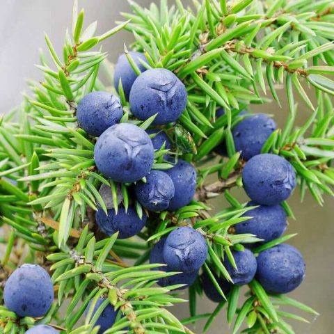 Thuja or juniper: which is better