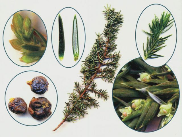 Thuja or juniper: which is better