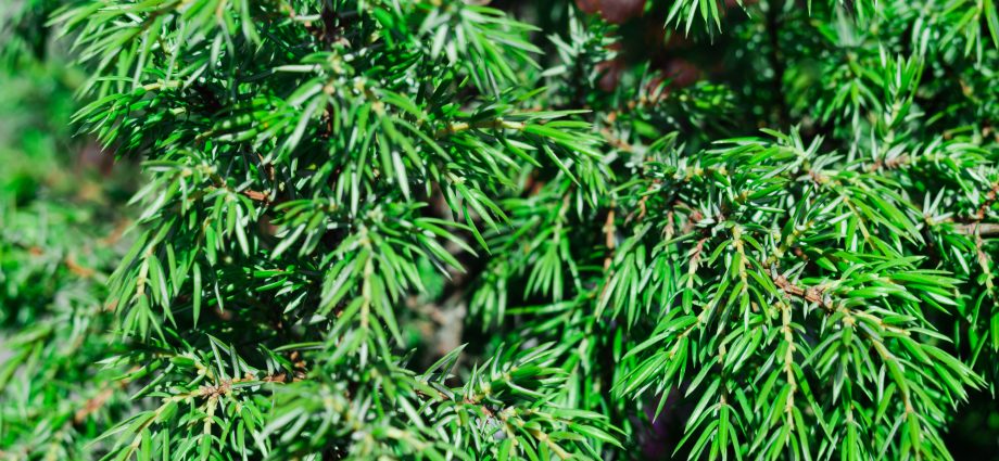 Thuja or juniper: which is better