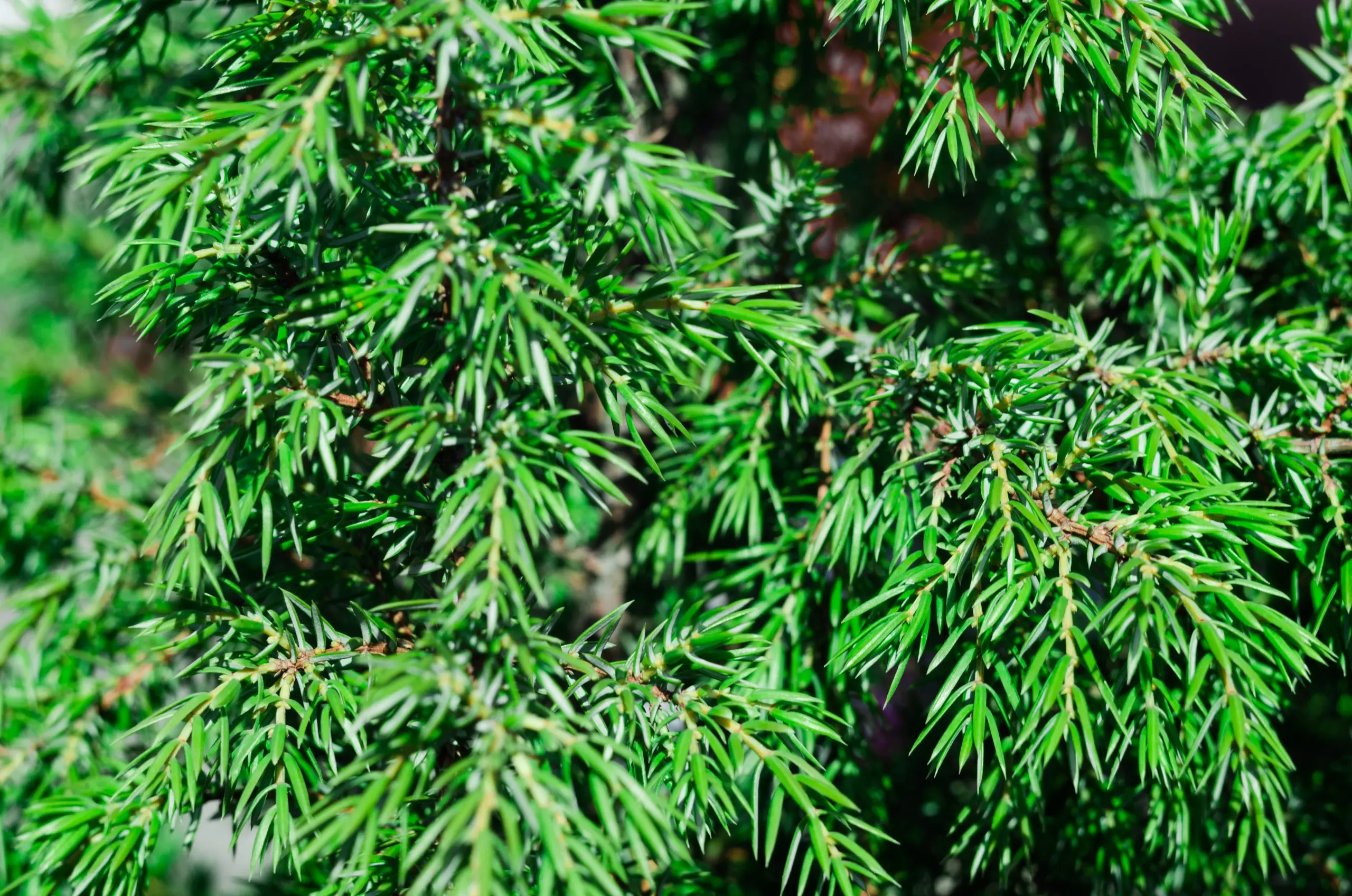 Thuja or juniper: which is better