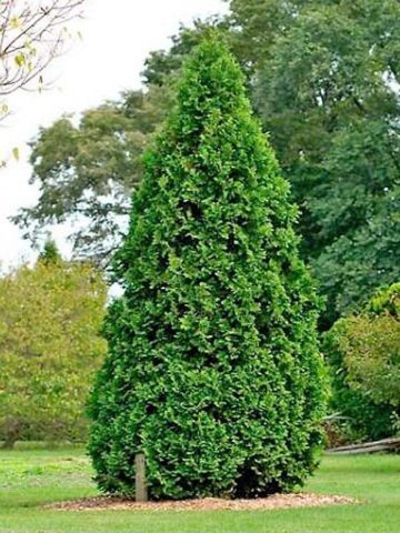 Thuja pyramidal: photo, varieties, description