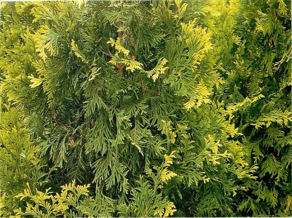 Thuja pyramidal: photo, varieties, description