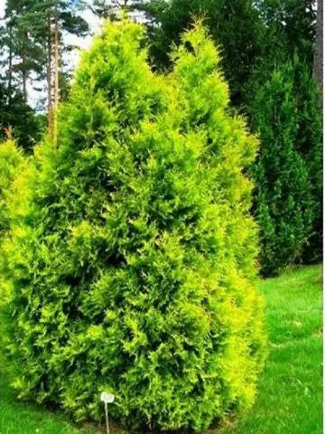 Thuja pyramidal: photo, varieties, description