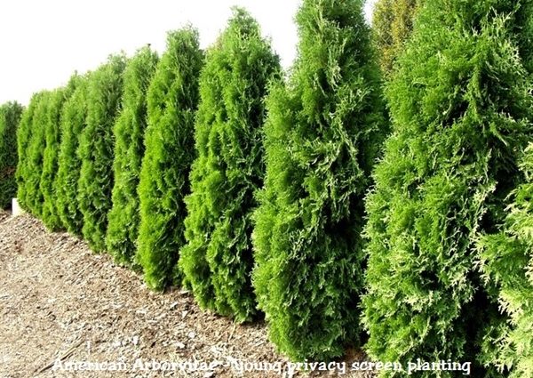 Thuja pyramidal: photo, varieties, description