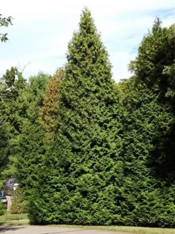 Thuja pyramidal: photo, varieties, description