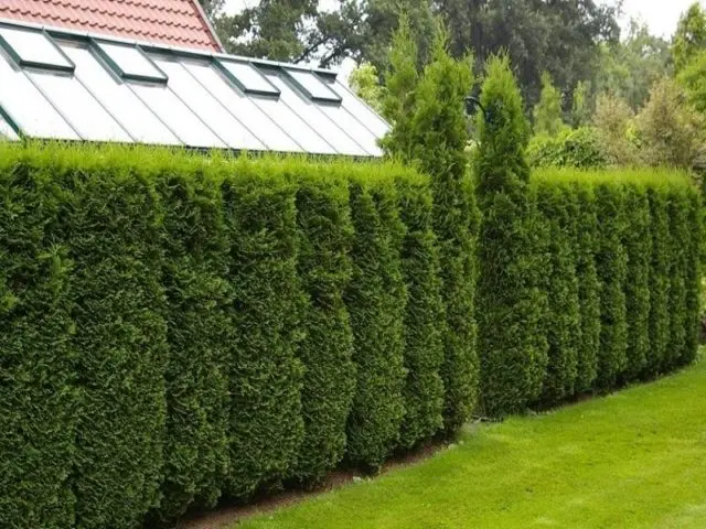 Thuja pyramidal: photo, varieties, description