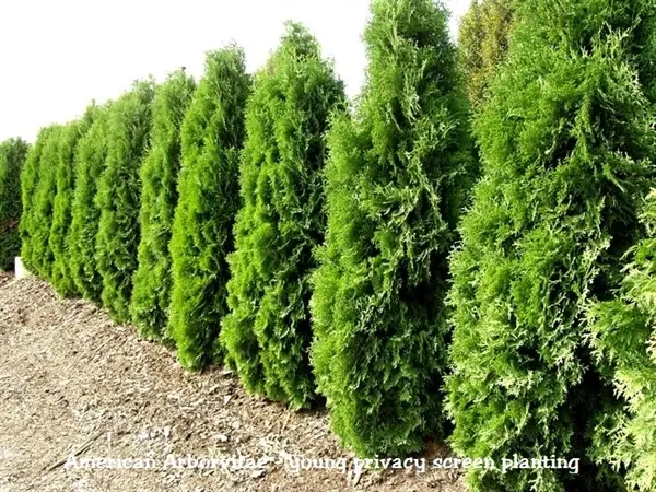 Thuja pyramidal: photo, varieties, description