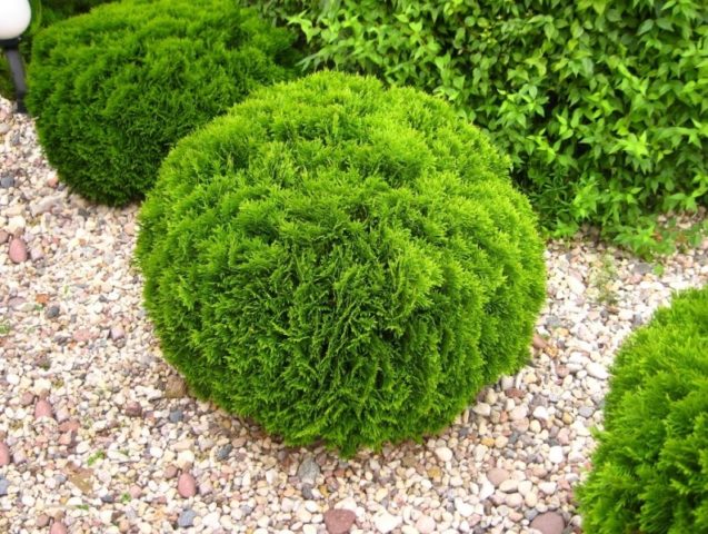 Thuja round (spherical, ball, spherical): photo in landscape design, planting and care, haircut with a ball